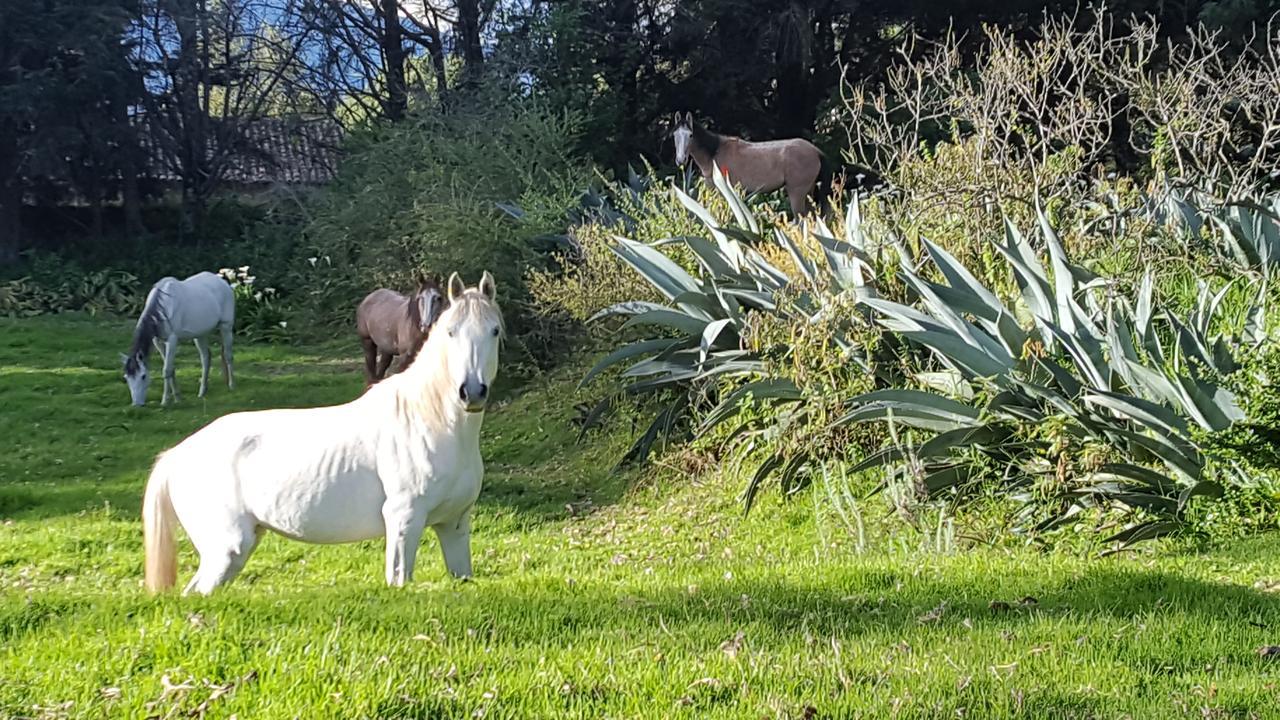 Hacienda Guachala 호텔 카얌베 외부 사진